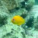 24- Poisson ange peau de citron 